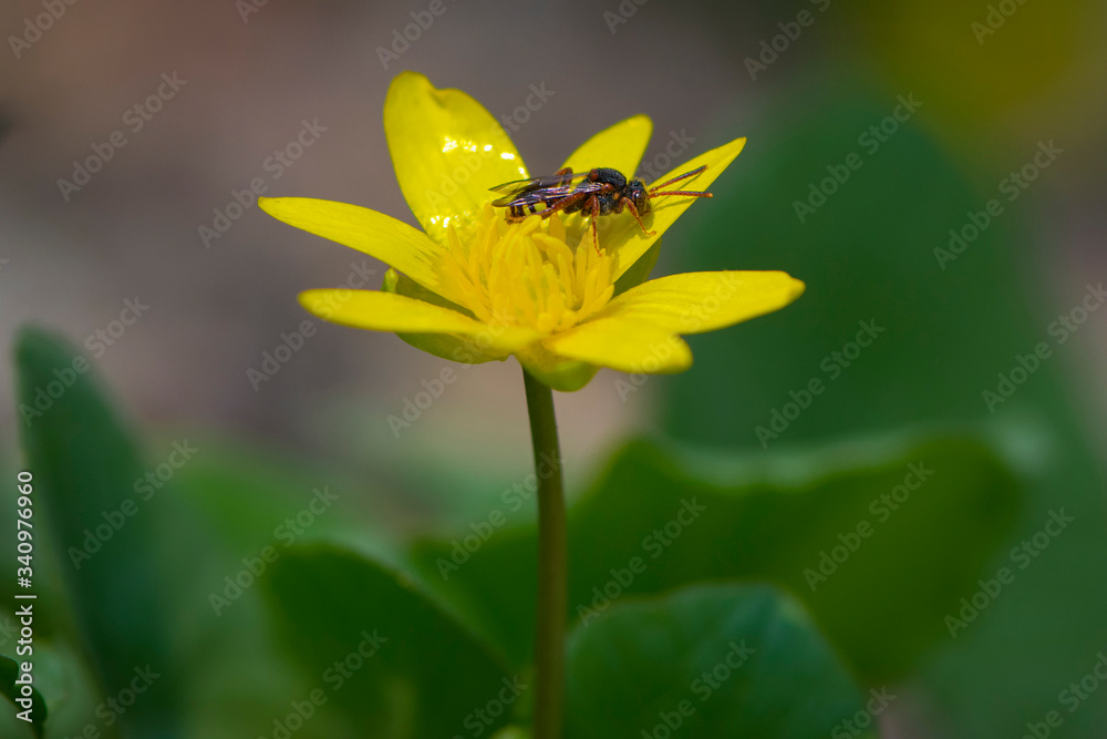 wasp sits on a yellow flower
wasp sits on a yellow flower