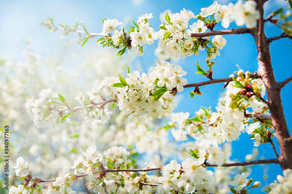 Spring cherry blossom. Cherry blossomed in the garden Spring cherry blossom. Cherry blossomed in the garden