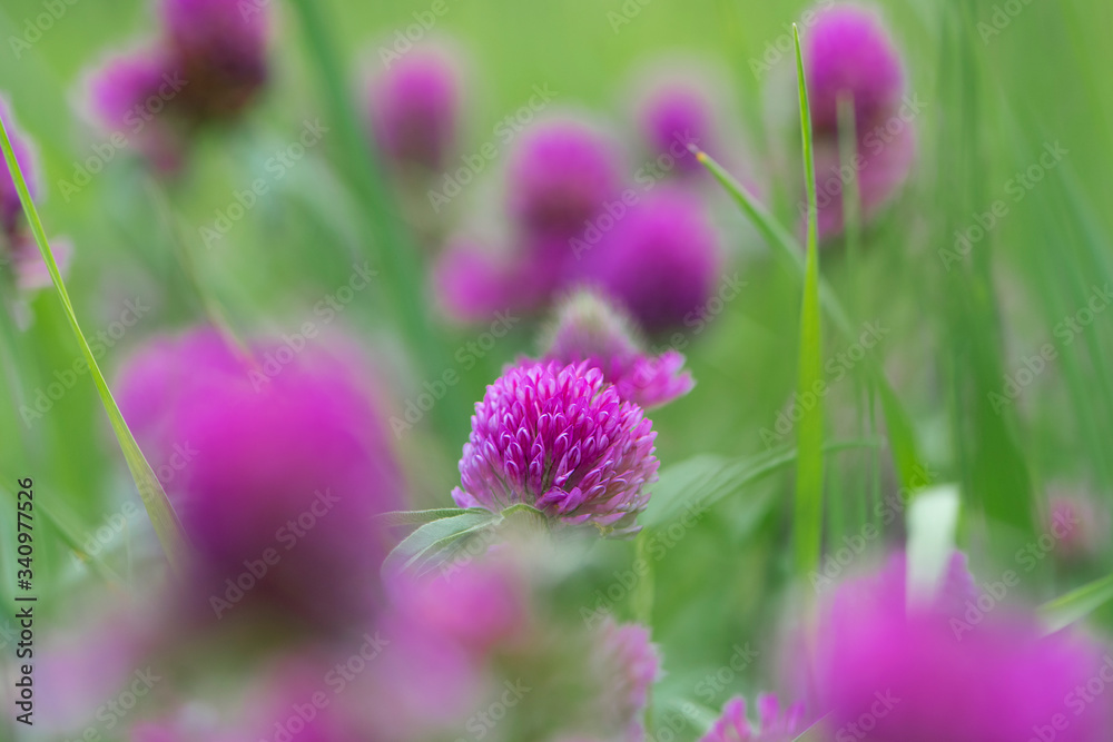 blooming clover in green grass blooming clover in green grass