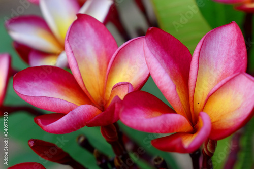 Beautiful Pink Plumeria flowers with green leave,  nature  background