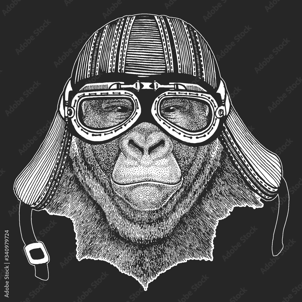Fotografie Gorilla, monkey, ape. Motorcycle helmet. Biker.
