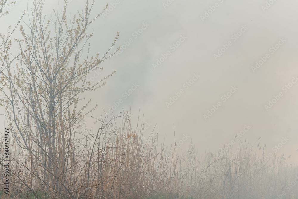Fototapeta premium Burning reeds. Nature fire landscape. Devastation of wildlife, human influence on planet. Air pollution, hot and dry climate, environment, Earth saving concept