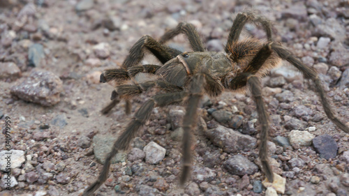 tarantula spider in its environment
