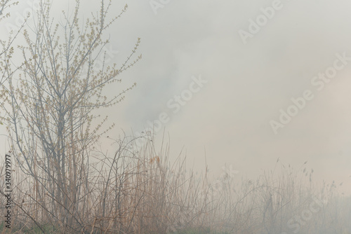 Burning reeds. Nature fire landscape. Devastation of wildlife  human influence on planet. Air pollution  hot and dry climate  environment  Earth saving concept