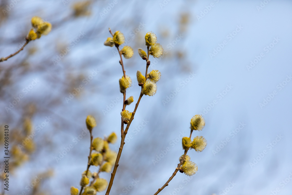 Blossomming buds of willow. Easter spring time. Blossomming buds of willow. Easter spring time.