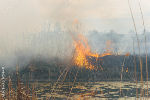 Burning reeds. Nature fire landscape. Devastation of wildlife, human influence on planet. Air pollution, hot and dry climate, environment, Earth saving concept © Serhii