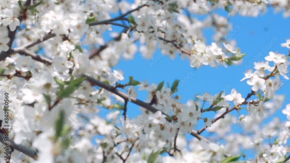 Flowering acherry on a clear day in April on the blue sku background Flowering acherry on a clear day in April on the blue sku background