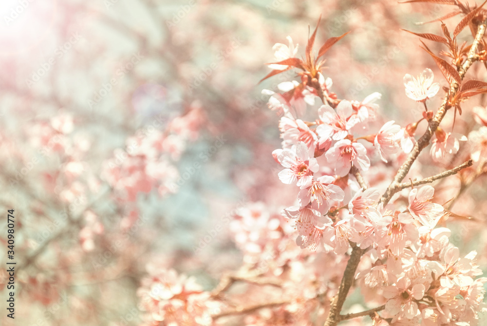 Amazing Beauty Admire Sakura Cherry Blossoms Blooming Naturally
Amazing Beauty Admire Sakura Cherry Blossoms Blooming Naturally