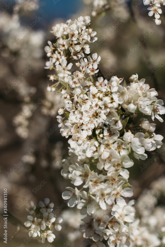 White peach blossom in spring for background or copy space for text. Abstract spring seasonal background with white flowers. Double exposure photo. White peach blossom in spring for background or copy space for text. Abstract spring seasonal background with white flowers. Double exposure photo.