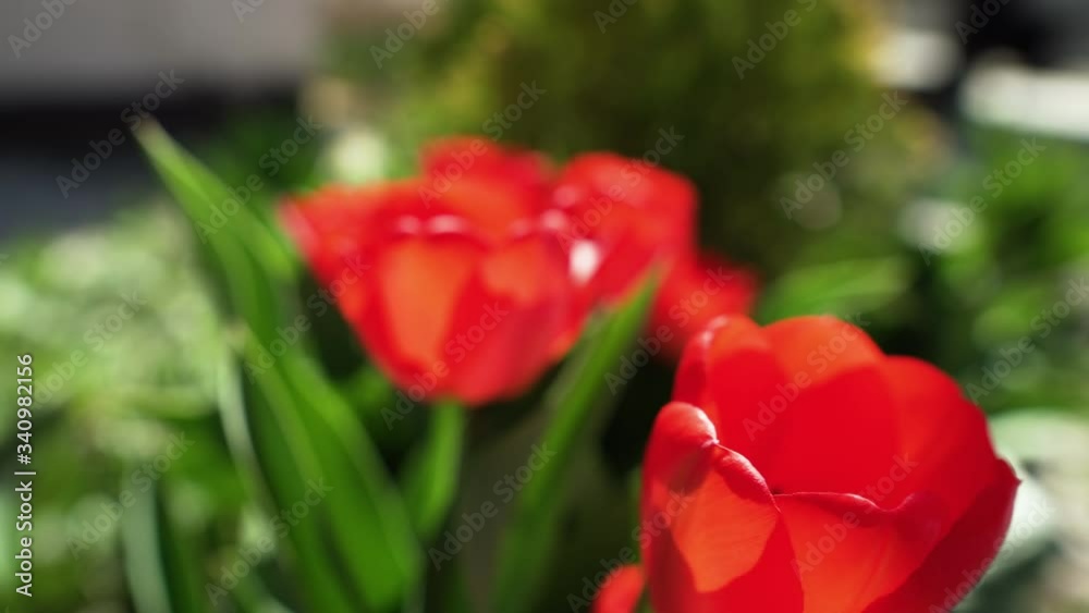 Beautiful red tulips swaying in the wind, dolly shot. Beautiful red tulips swaying in the wind, dolly shot.