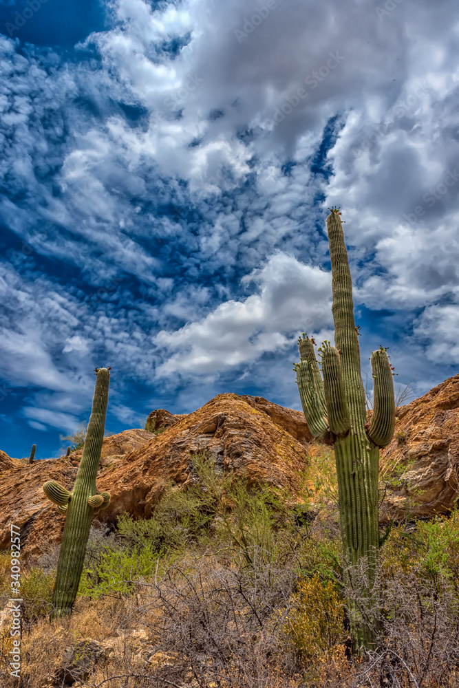 notably the giant organ pipe cacti