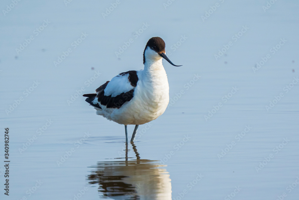 Close-up of a Pied Avocet, Recurvirostra avosetta, standing in the water Close-up of a Pied Avocet, Recurvirostra avosetta, standing in the water