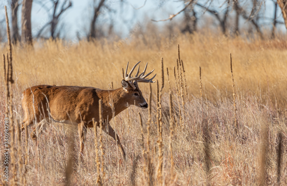 Fototapeta premium Whitetail Deer Buck During the Fall Rut in Colorado