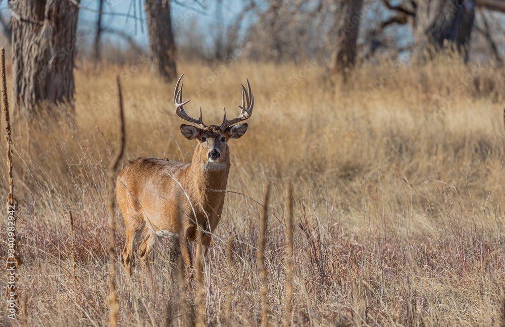 Whitetail Deer Buck During the Fall Rut in Colorado Whitetail Deer Buck During the Fall Rut in Colorado