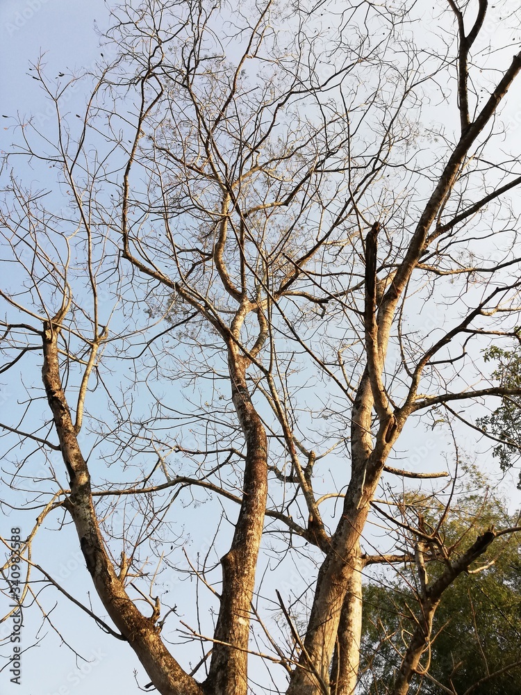 tree branches against blue sky tree branches against blue sky