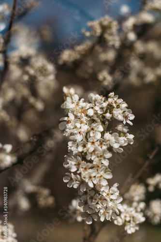 White peach blossom in spring for background or copy space for text. Abstract spring seasonal background with white flowers. 