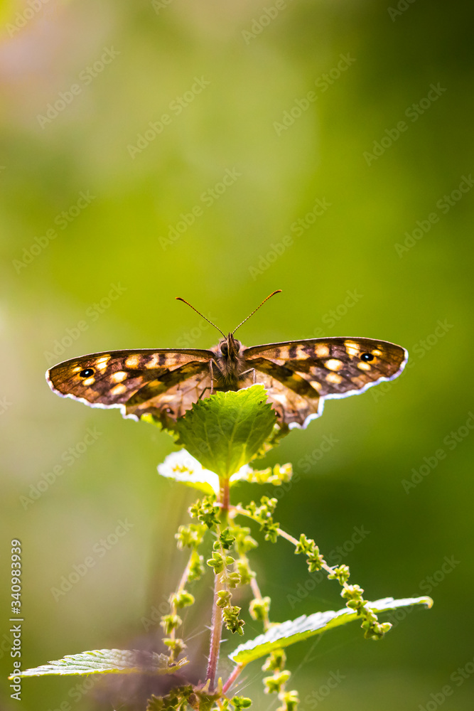 Speckled wood butterfly Pararge aegeria front view Speckled wood butterfly Pararge aegeria front view
