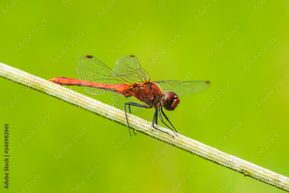 Sympetrum sanguineum Ruddy darter male dragonfly red colored body Sympetrum sanguineum Ruddy darter male dragonfly red colored body