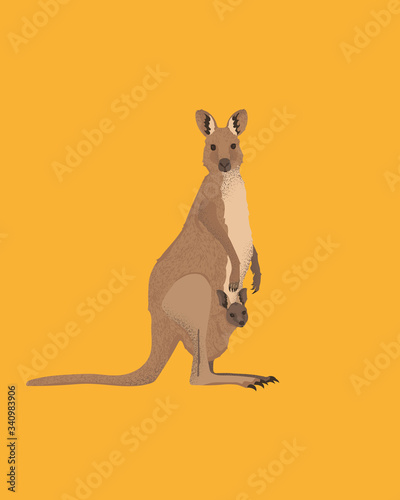 Kangaroo's mom hiding her kid in a pocket. The female Australian wallaby take care of her cub.