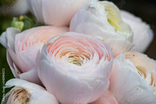 Light pink ranunculus blossoms in soft light