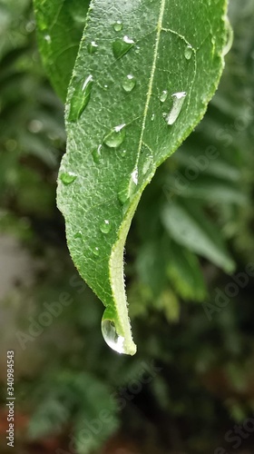 water drop on leaf