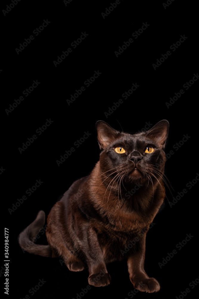 Vertical photo of a brown Burmese cat. Studio photo on a black background