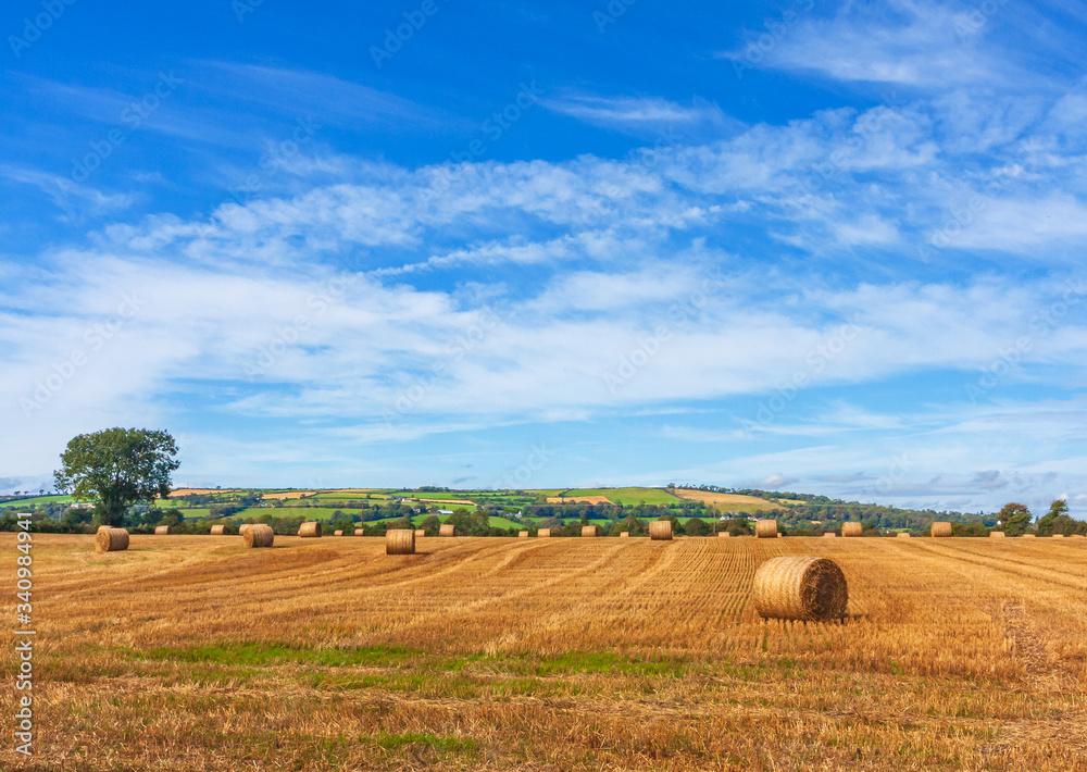 Field of golden hay bales under blue summer sky. Landscape of round hay stacks, agricultural farmland harvest during summer season in Ireland