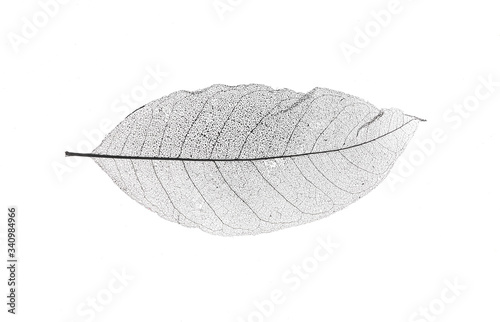 black transparent leaves isolated on white background