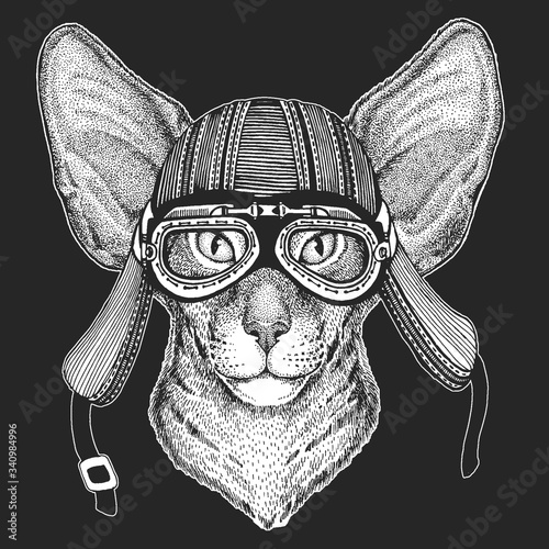 Oriental shorthair cat head. Portrait of animal.