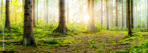 Obraz DiBond z motywem Sunrise in a foggy forest with bright sun shining through the trees