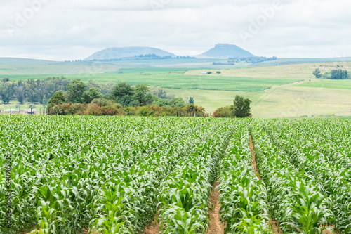 Maize, mielie, corn crop in rows on a farm in South Africa