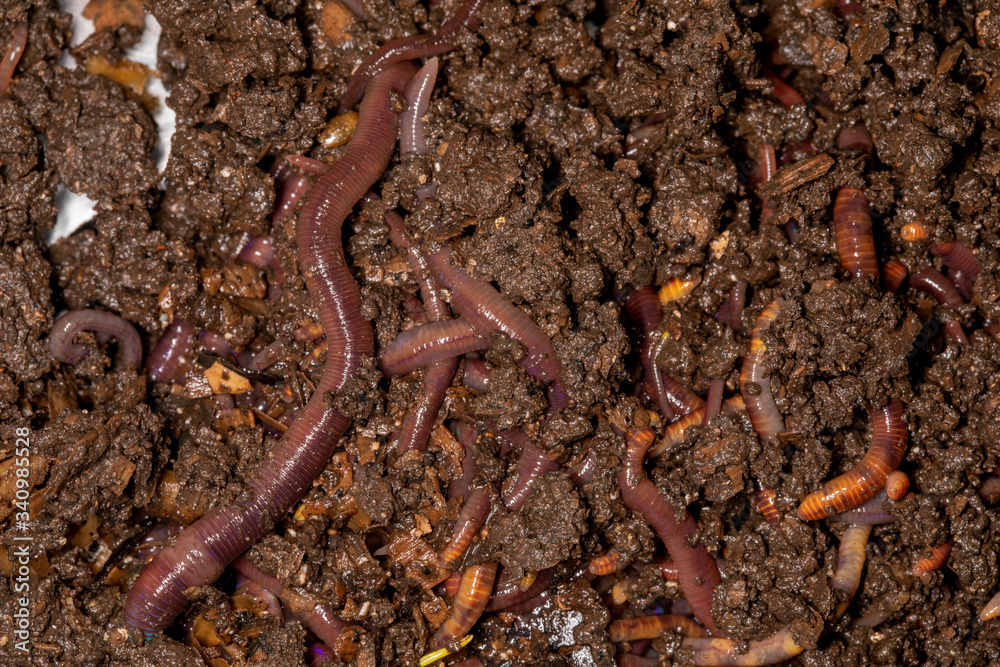 Close up on Californian earthworms, macro photo