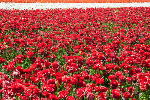 Gorgeous multicolor floral carpet