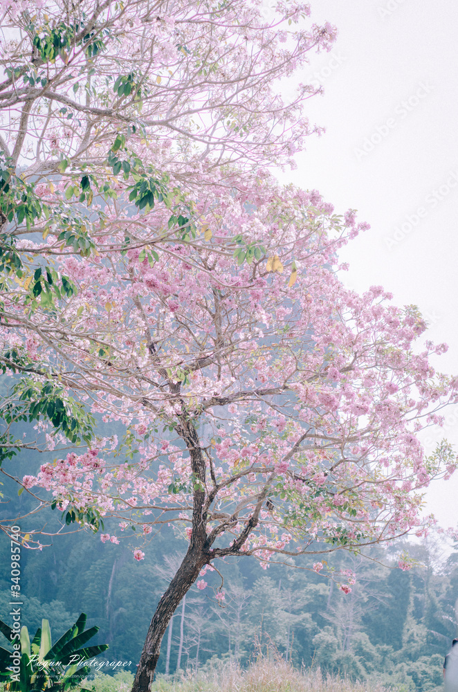 pink cherry blossom in thailand pink cherry blossom in thailand