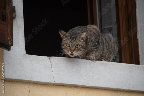Gatto in finestra 