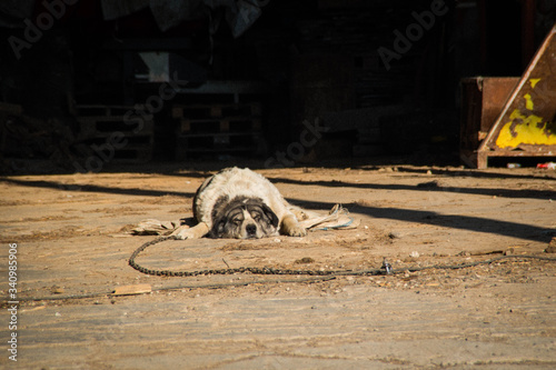 Cane da guardia a riposo