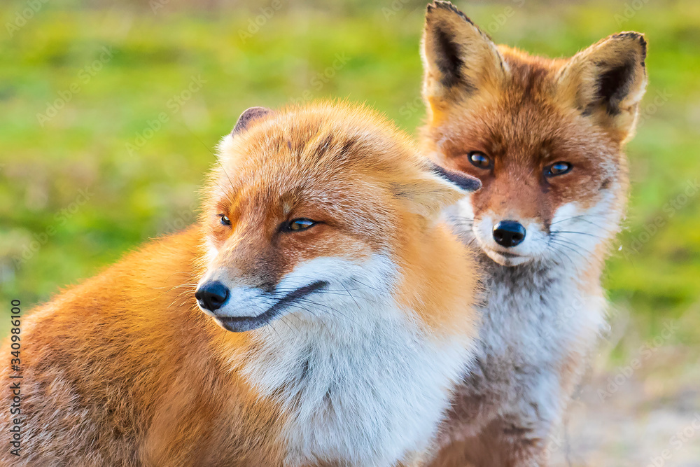 Fototapeta premium Two wild red foxes, vulpes vulpes, fighting