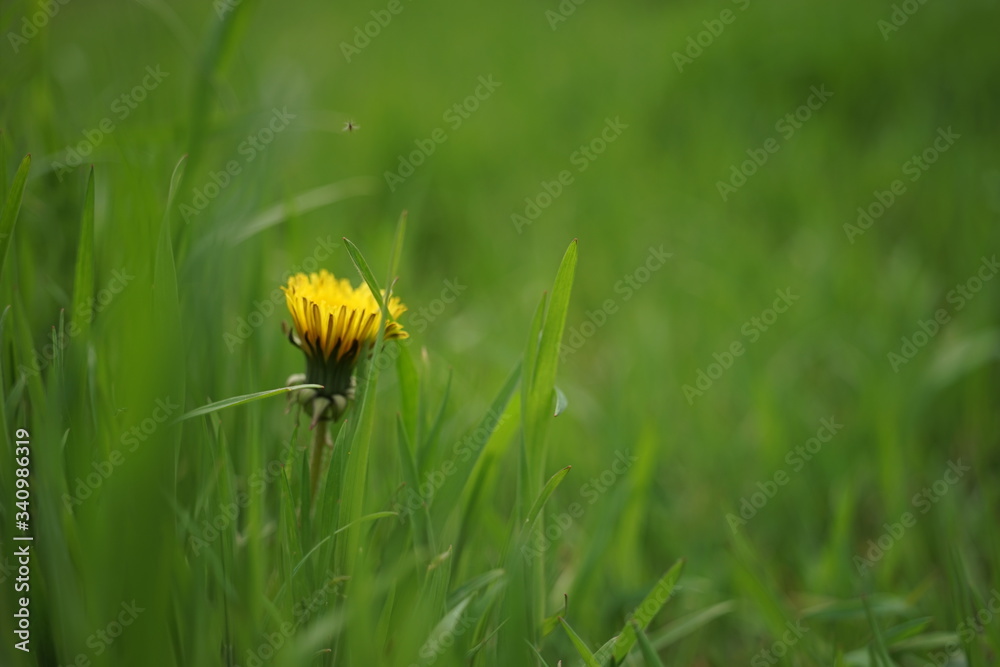 Fototapeta premium Lovely yellow dandelion growing in fresh green grass, side view.
