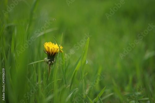 Lovely yellow dandelion growing in fresh green grass, side view.