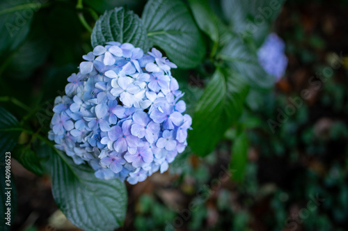 梅雨の花-アジサイ-
