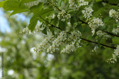 Bird cherry blossom on a branch with green leaf