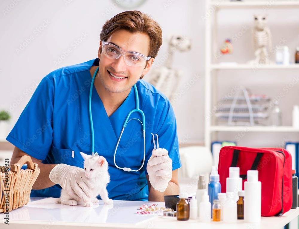 Vet doctor examining kittens in animal hospital Vet doctor examining kittens in animal hospital