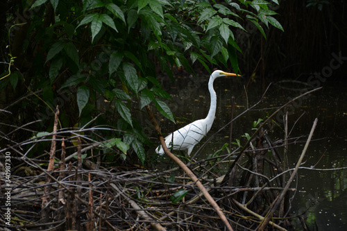 Hikkaduwa, Sri Lanka - March 11, 2019: Great Egret bird on Ratgama Lake photo