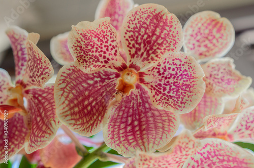 Quadro su tela Flower of the Vanda Coerulea Orchid