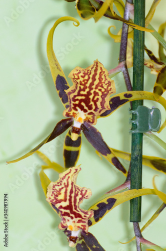 Orchid flower Odontoglossum Luteopurpureum Lindl. May 12, 2019. Madrid Spain. Botanical Biology Nature Photography.