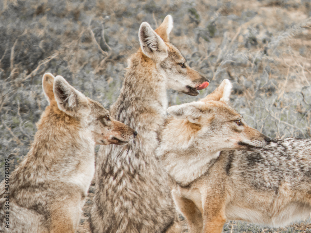 Jackals in the Serengeti, Tanzania 