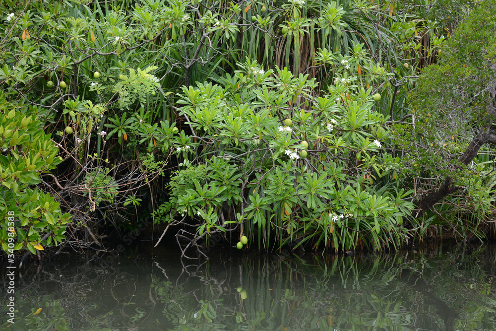 Hikkaduwa, Sri Lanka - March 11, 2019: Tropical trees on the coast of Ratgama Lake Hikkaduwa, Sri Lanka - March 11, 2019: Tropical trees on the coast of Ratgama Lake
