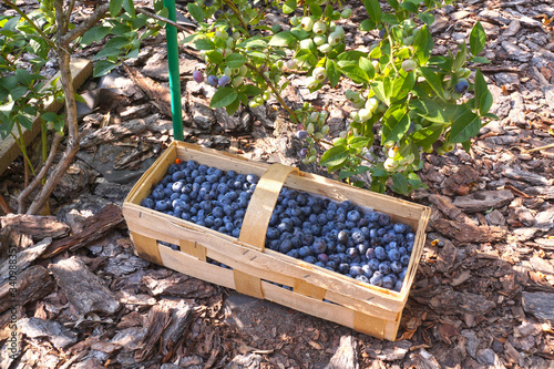 Basket (or punnet) made of plaited split pine strips, filled with freshly picked blueberries (highbush blueberry).