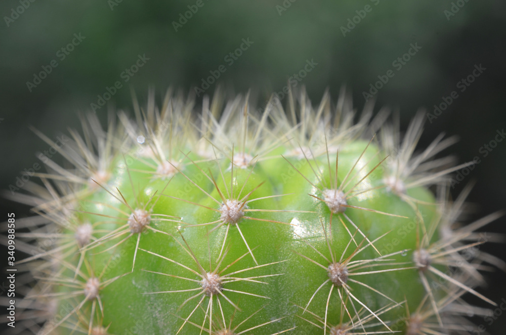 Close up shot of cactus with blurred background Close up shot of cactus with blurred background