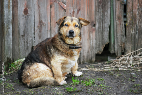 An old lone sick dog sits near an old wooden fence. A brown country mutt. Selective focus.
